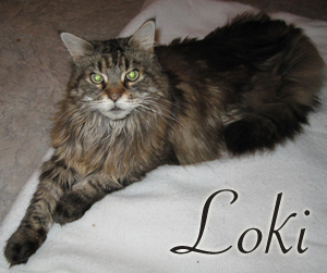 loki